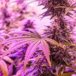 4×8 grow tent assembly instructions